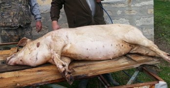 prase