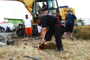 По стара българска традиция в жертва бе дадено животно, за да са здрави основите на строежа