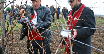 В Димитровче зарязаха лозето първи