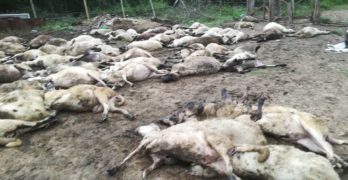 Масово убийство в Странджа