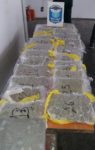 Спипаха на Капитана 27-годишен с марихуана за 37 000 лева