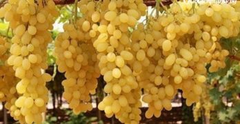 Продавам младо лозе в Свиленград
