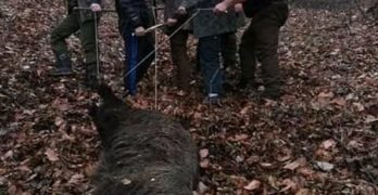Ловците от свиленградското  село Мезек повалиха трофеен глиган