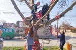 Мъже се катерят по дървета, за да разкрасят парк „Сухата река“ в Свиленград /снимки + видео/