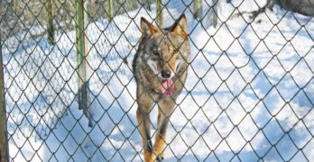 Вълк избяга от хасковския зоопарк, надхитрил пазача си