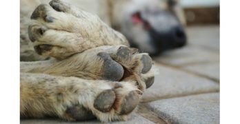 52-годишен гръмна бездомно куче, образуваха му досъдебно производство