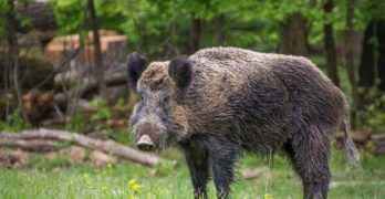 Диво прасе пресича АМ „Марица“, „Тойота“ го удря