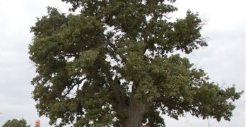 Българи, където и да сте по света, гласувайте за Дядо-Кольовото дърво, което участва в Международния конкурс „Европейско дърво на годината“