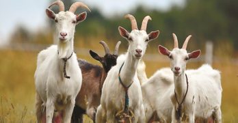 Продават се 10 бременни кози в община Свиленград