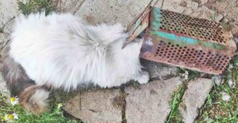 Забелязано в Свиленград: Котка се хвана в капан за мишки