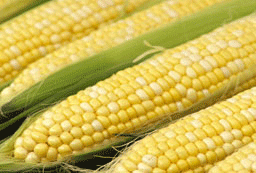Масово сме за забрана на ГМО