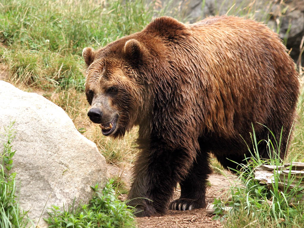 Гръцки мечки атакуваха 70 кошера с мед