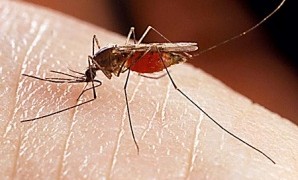 Пръскат за трети път срещу комари