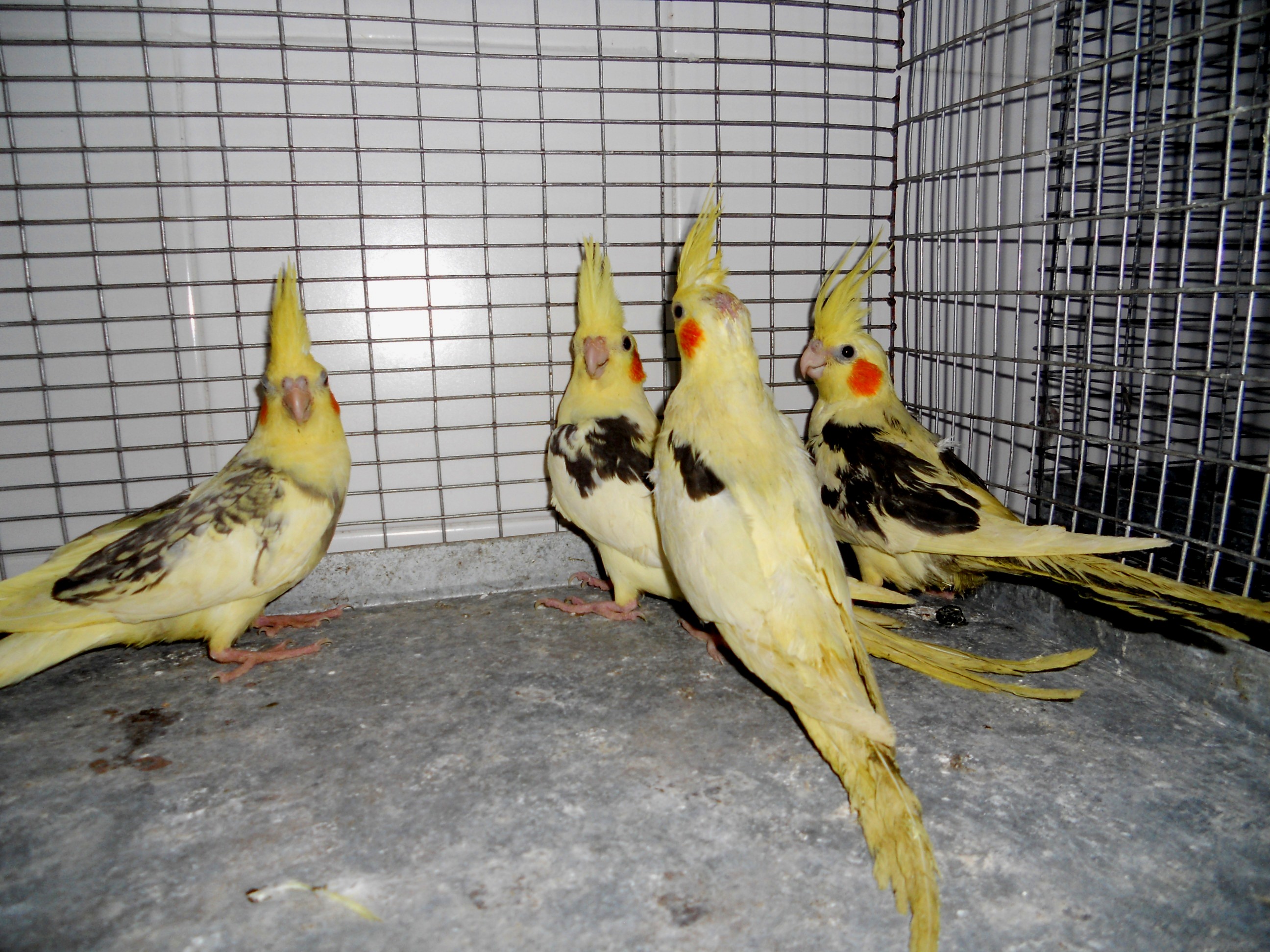 Задържаха папагали на границата, в Турция си ги подарявали влюбените