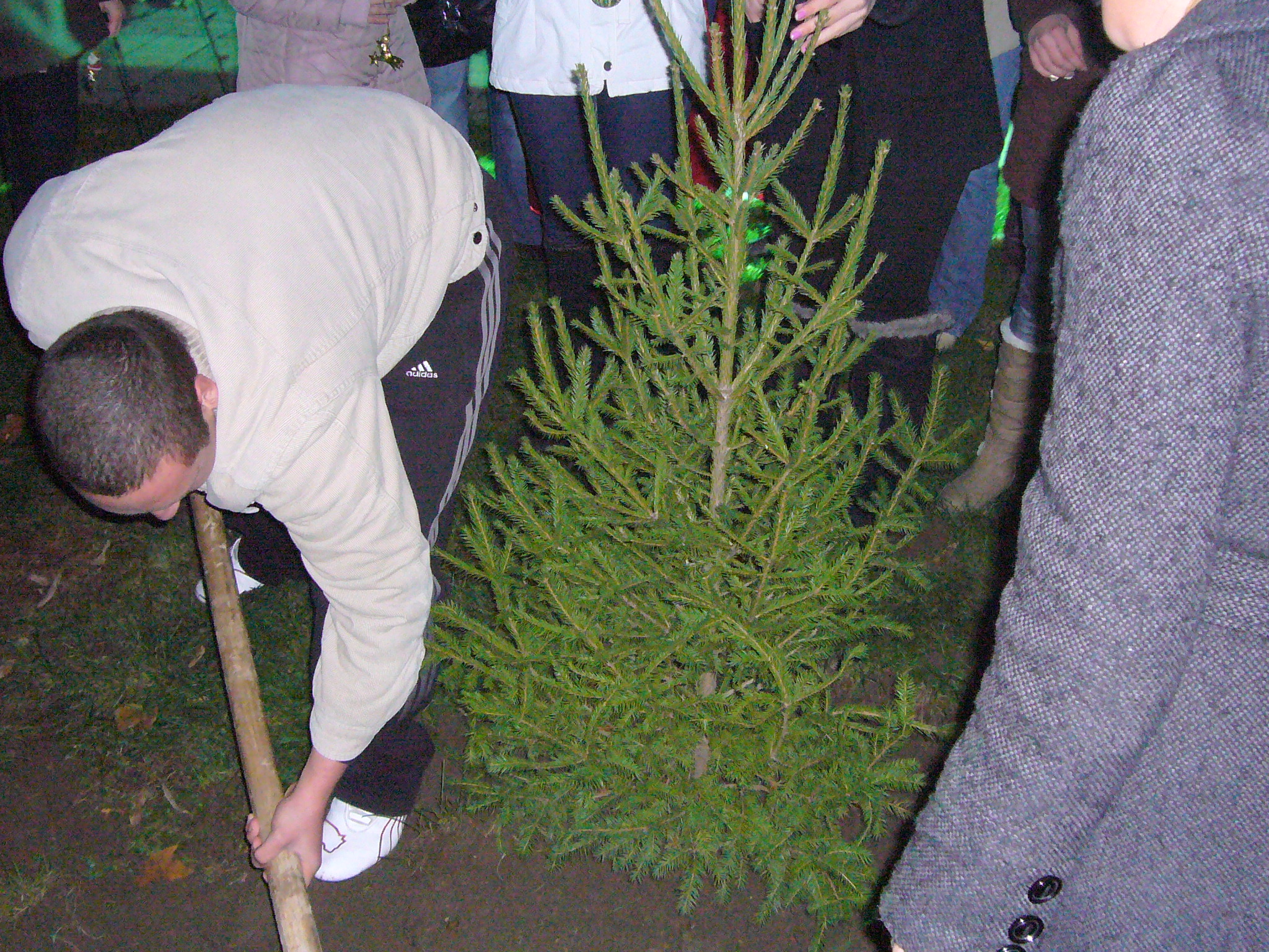 В Свиленград грейна 10-метрова елха, в Любимец ритуално засадиха дръвче
