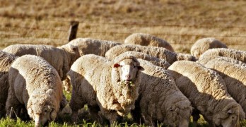 Общината предприе мерки срещу шарка по овцете