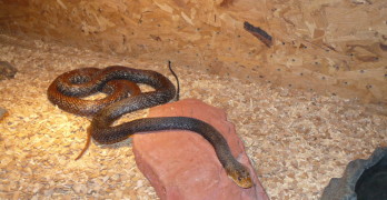Най-отровните змии в света показва на изложба в Свиленград Тракийското херпетологично дружество