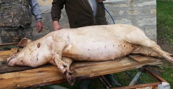 Предколедно: Задигнаха 90-килограмово прасе