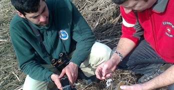 Застреляха орела Кралчо, който преди година бе спасен от служители в общината