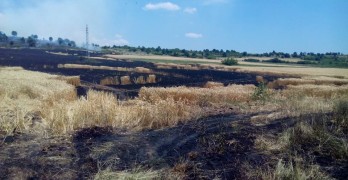 Изгоряха 30 дка пшеница в Димитровче