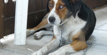Свиленградчани спасяват от смърт бездомно гръцко куче