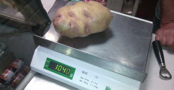 Свиленградчанин отгледа гигантски картофи