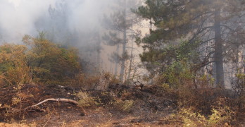 Мигранти изгориха 20 дка гора