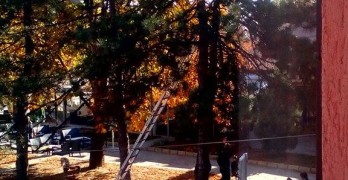 Пожарникари сваляха котка от високо дърво