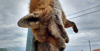 Окачиха убита лисица на входа на с. Мезек