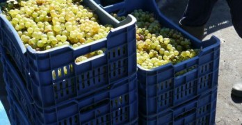 42-годишна открадна 220 кила грозде от Сива река