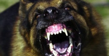 Расово куче тероризира жени на Гарата