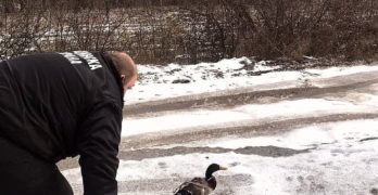 Бедстваща дива патица бе спасена от измръзване