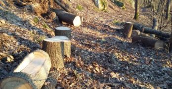 Спипаха свиленградчани да секат незаконно дървета