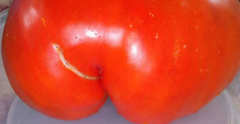 Свиленградчанин отгледа гигантски домат в двора си