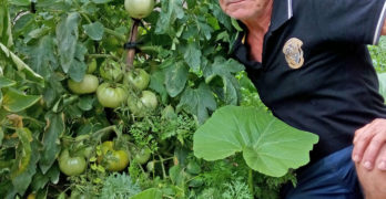 Уникален корен домати отгледа Киро Рут’то