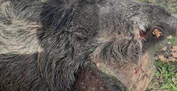 В Бисер падна 130-140-килограмово прасе