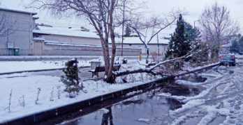 Вчерашният сняг в Свиленград чупи клони /снимки/