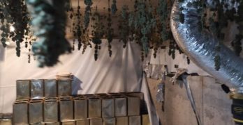 Свиленградските полицаи спипаха любимчанка да произвежда канабис за десетки хиляди
