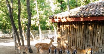 Роди се еленче в зоопарка на „Кенана“, Хасково /видео/