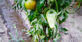 Корен домат „Момина сълза“ роди чушка в Свиленград