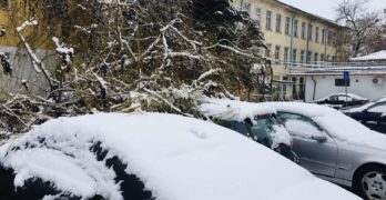 Дърво затрупа коли в центъра на Свиленград тази сутрин
