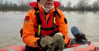 В Одрин спасиха 3 бездомни кученца от водите на придошлата Тунджа