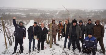 В Димитровче, община Свиленград  зарязаха лозето въпреки короната и студа