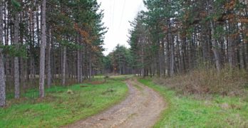 Процедура за изграждане на нов парк в боровата гора стартира община Свиленград