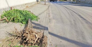 Мерцедес изтръгна от корен дърво в центъра на Свиленград