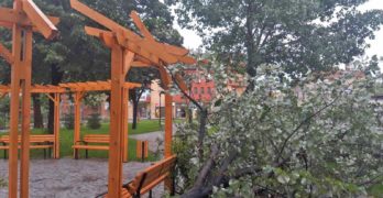 Забелязано в Свиленград: И още едно скършено дърво