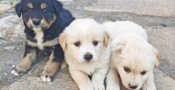 В Свиленград подаряват малки кученца за обичане