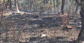 Прокуратурата извършва разследване на причините за пожара в борова гора край  Стоманци