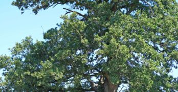 350-годишният летен дъб край с. Студена, общ. Свиленград е номиниран за най-обичано българско дърво