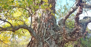 Черна топола, растяща край свиленградското село Райкова могила, беше обявена за защитена